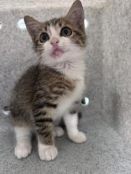 Shelter Stray Female Cat last seen Baden Lane Stray, Taberna, NC, 1639 Old Airport Rd, New Bern, NC 28562, USA