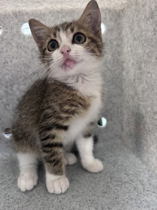 Shelter Stray Female Cat last seen Baden Lane Stray, Taberna, NC, 1639 Old Airport Rd, New Bern, NC 28562, USA