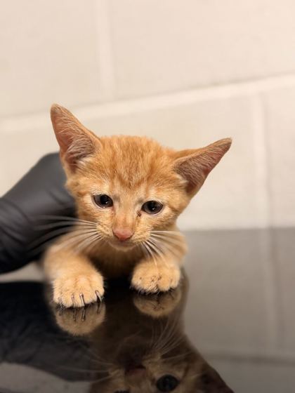 Shelter Stray Male Cat last seen Near Papermill Dr., Knox County GP, TN, 3201 Division St, Knoxville, TN 37919, USA