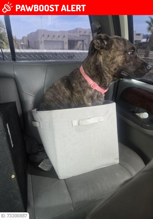Lost Female Dog last seen Premier storage cndmnium, Fortuna Foothills, AZ 85367