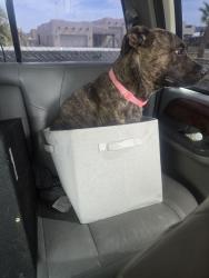 Lost Female Dog last seen Premier storage cndmnium, Fortuna Foothills, AZ 85367