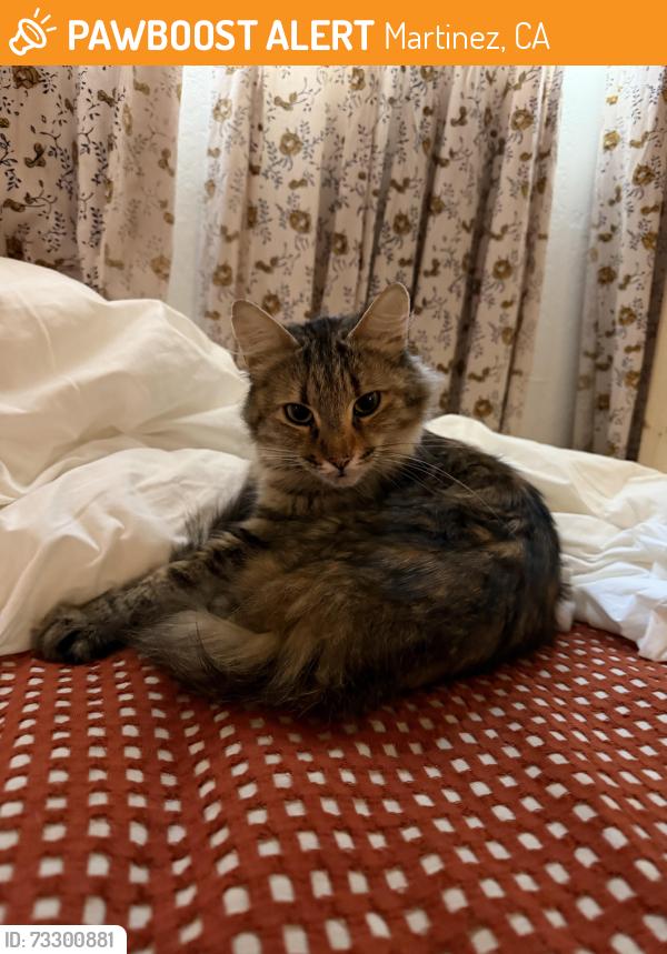 Found/Stray Female Cat last seen Susana Street and Jones Street, Martinez, CA 94553