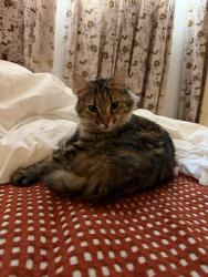 Found/Stray Female Cat last seen Susana Street and Jones Street, Martinez, CA 94553