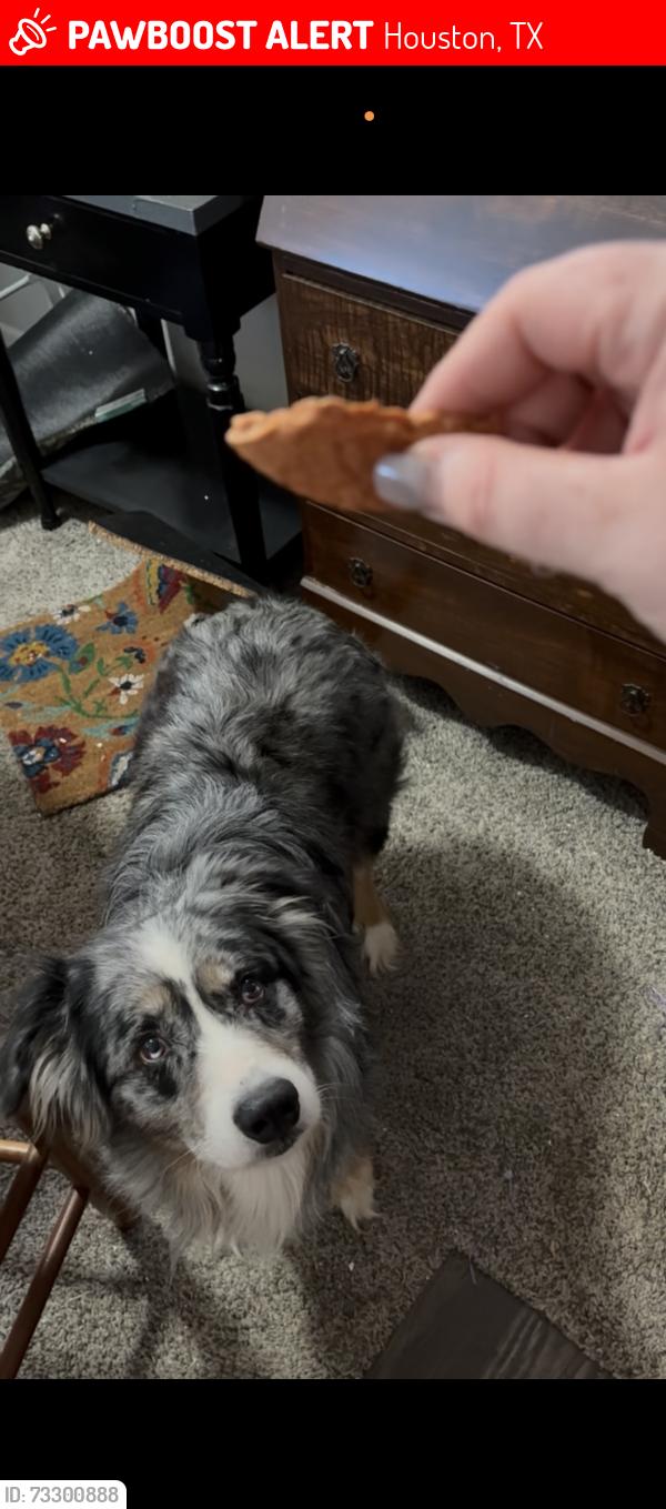 Lost Male Dog last seen Shady villa lane, Houston, TX 77055