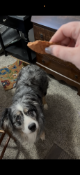 Lost Male Dog last seen Shady villa lane, Houston, TX 77055