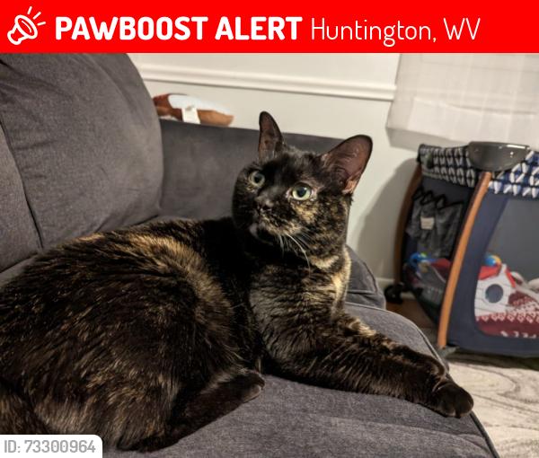 Lost Female Cat last seen Near Madison Avenue, Huntington, WV 25704