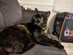 Lost Female Cat last seen Near Madison Avenue, Huntington, WV 25704