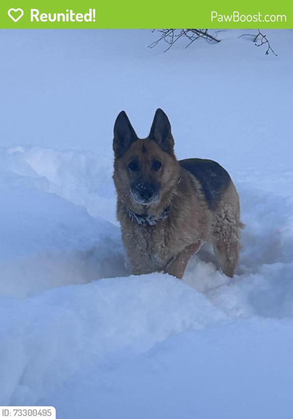 Reunited Female Dog last seen Consort and mcbride, Mississauga, ON 