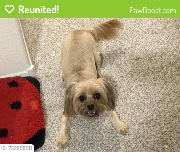 Reunited Female Dog last seen Near Kona Crest Ave, Henderson, NV 89052, USA, Henderson, NV 89052