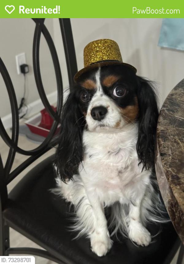 Reunited Female Dog last seen William dr, Howell Township, NJ 07731