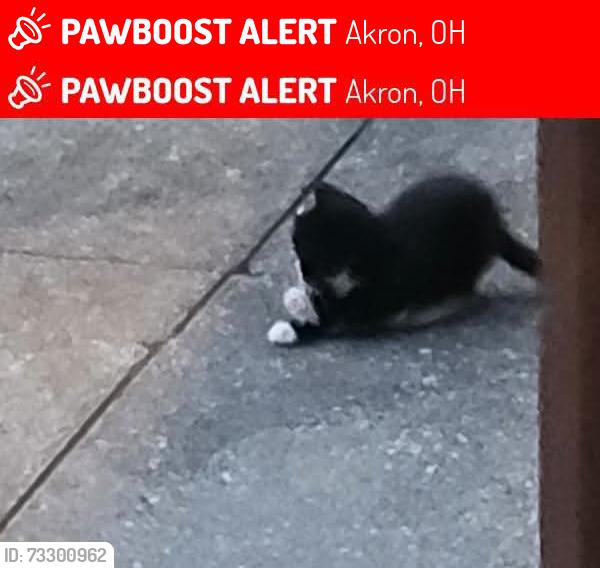 Lost Female Cat last seen Gorge blvd and Easton dr, Akron, OH 44310