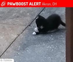 Lost Female Cat last seen Gorge blvd and Easton dr, Akron, OH 44310