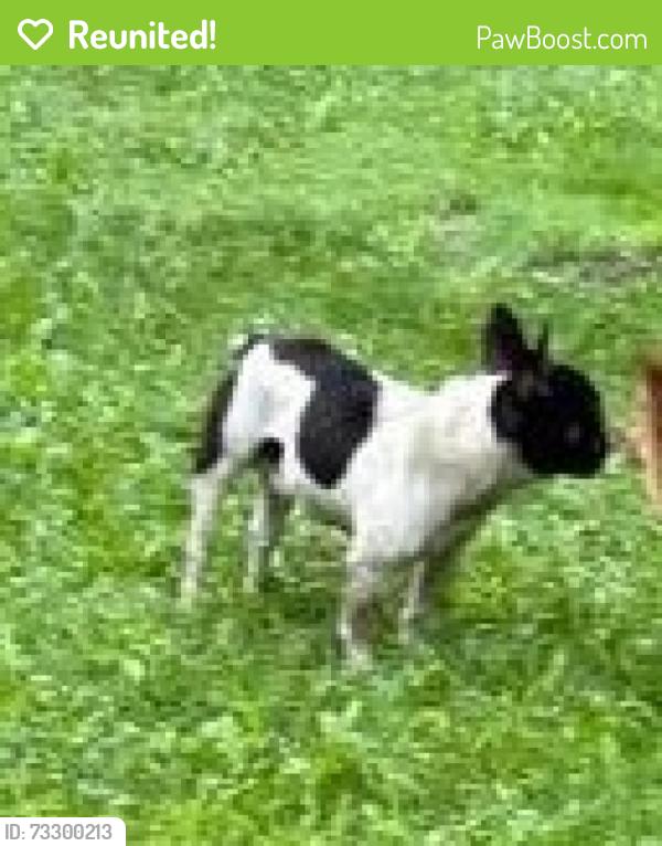 Reunited Male Dog last seen Alert Area: Euclid Creek Reservation, Euclid, Richmond Heights, South Euclid, Euclid, OH 44117
