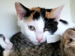 Shelter Stray Female Cat last seen Near Lee Avenue, STATEN ISLAND, NY, 10307, 3139 Veterans Rd W, Staten Island, NY 10309, USA