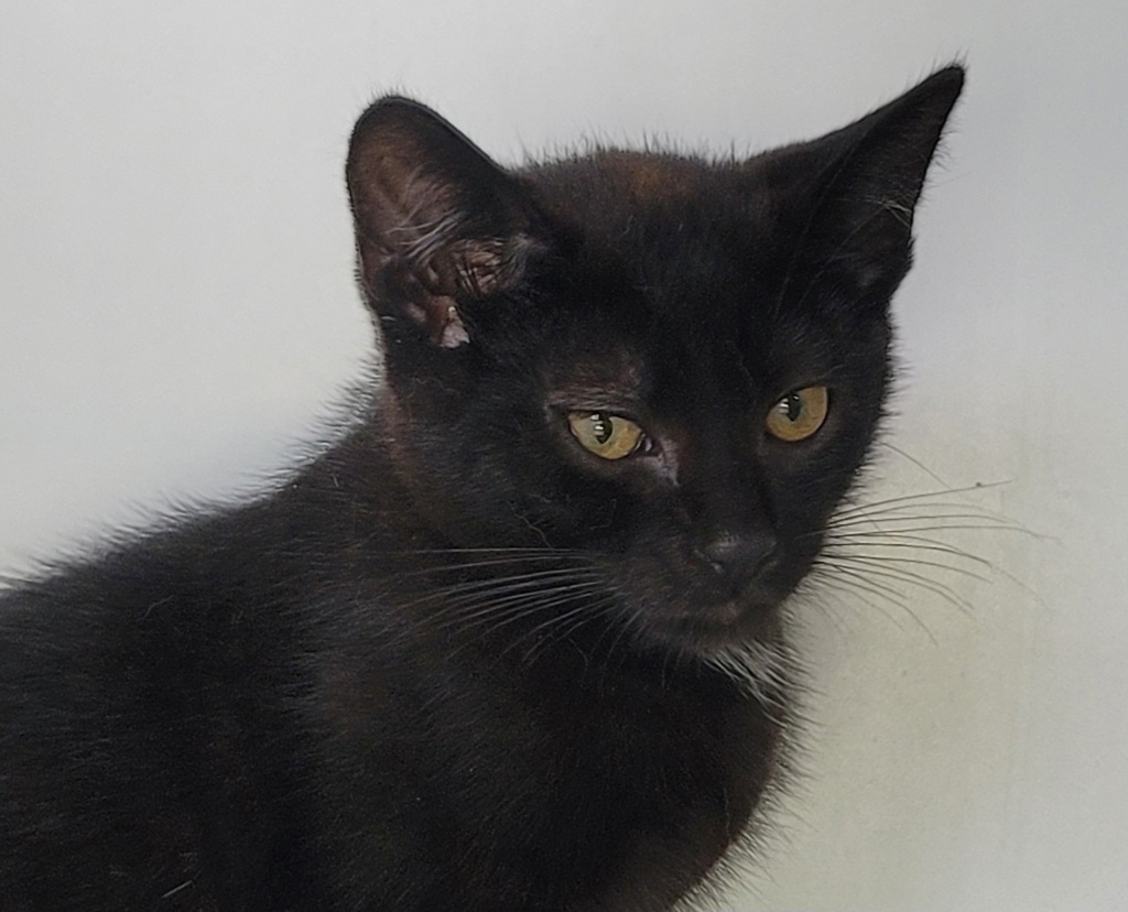Shelter Stray Male Cat last seen Near Lee Avenue, STATEN ISLAND, NY, 10307, 3139 Veterans Rd W, Staten Island, NY 10309, USA