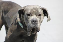 Shelter Stray Male Dog last seen Castle Hill, BRONX, NY, 10473, 3139 Veterans Rd W, Staten Island, NY 10309, USA