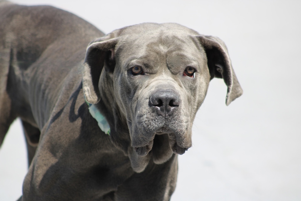 Shelter Stray Male Dog last seen Castle Hill, BRONX, NY, 10473, 3139 Veterans Rd W, Staten Island, NY 10309, USA