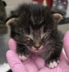 Shelter Stray Female Cat last seen Calle Canejo, Alpine, CA, 91901, El Cajon, CA 92020, USA