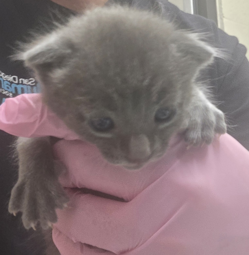 Shelter Stray Male Cat last seen Calle Canejo, Alpine, CA, 91901, El Cajon, CA 92020, USA