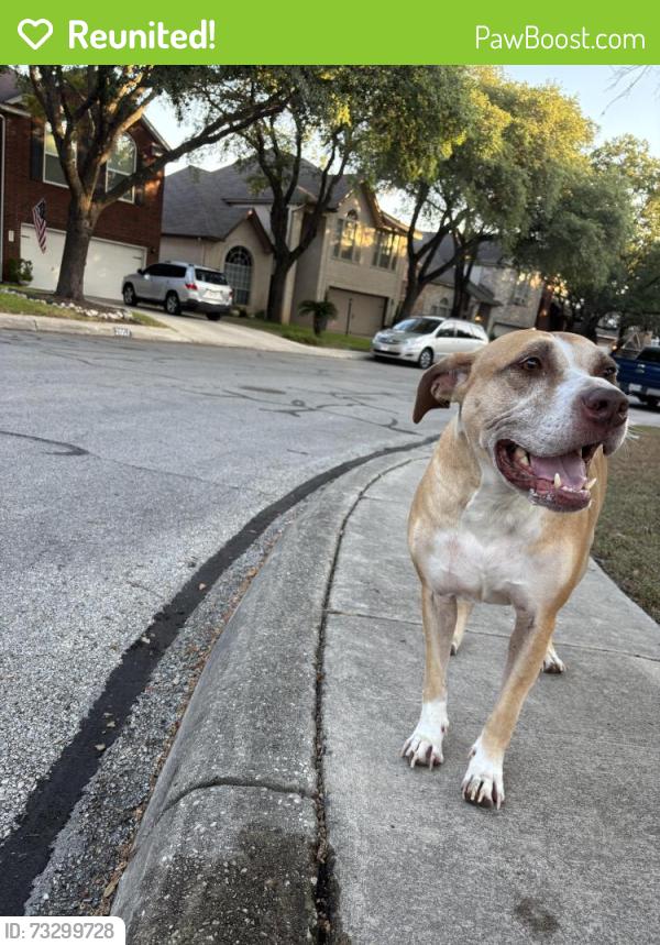 Reunited Female Dog last seen Chittim Meadow and Chittim Trail, San Antonio, TX 78232