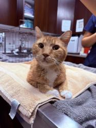 Shelter Stray Male Cat last seen Near S State Street, MURRAY CITY, UT, 84107, 511 W 3900 S, Salt Lake City, UT 84123, USA