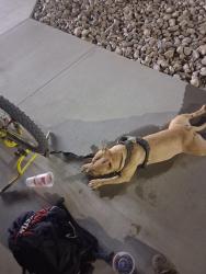 Reunited Female Dog last seen Barton, Mead Valley, CA 92570