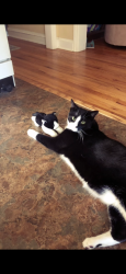 Lost Male Cat last seen Caroline Ave, Hornbeck Road, James Street, Townsend Park (and townsend road), Poughkeepsie, NY 12603