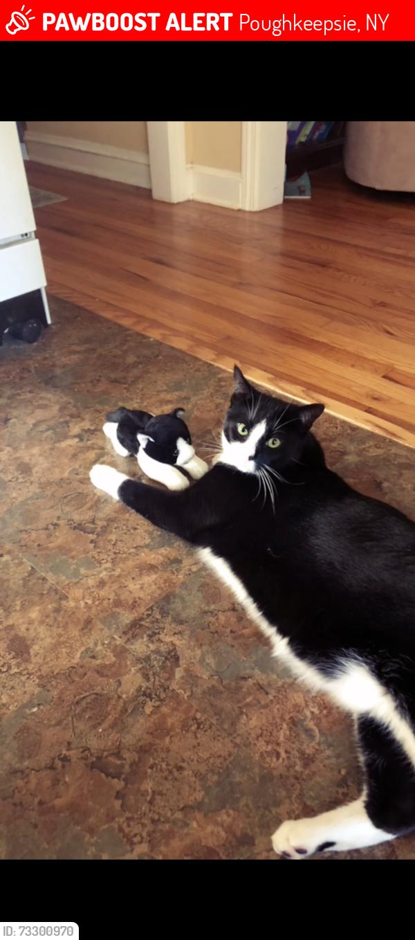 Lost Male Cat last seen Caroline Ave, Hornbeck Road, James Street, Townsend Park (and townsend road), Poughkeepsie, NY 12603