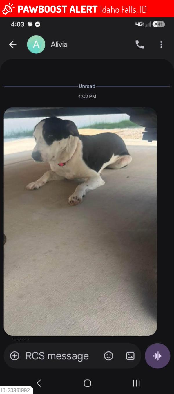 Lost Female Dog last seen Golf course, Idaho Falls, ID 83401
