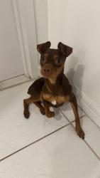 Reunited Male Dog last seen Diplomat Parkway and Funstun Street, Hollywood, FL 33019