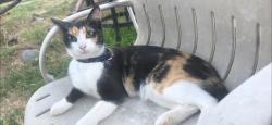 Lost Female Cat last seen Gettysburg and Sunnyside Ave, Fresno, CA 93727