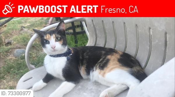 Lost Female Cat last seen Gettysburg and Sunnyside Ave, Fresno, CA 93727