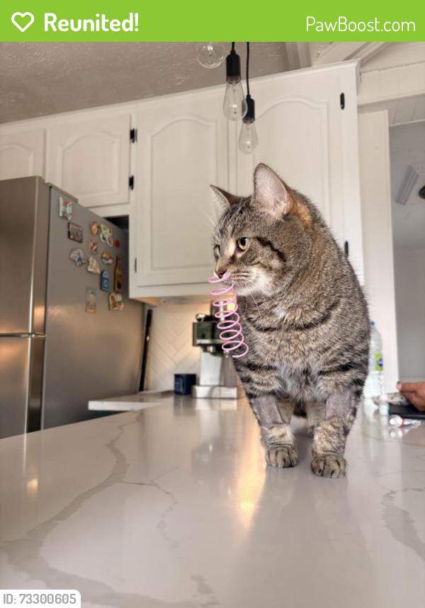 Reunited Male Cat last seen Boulevard des miles îles, Laval, QC H7A 4A9