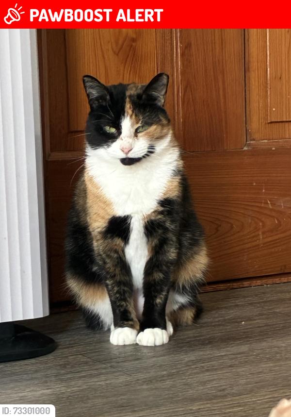Lost Female Cat last seen Mount Vernon road and Buena Vista road, Salisbury Township, PA 17527