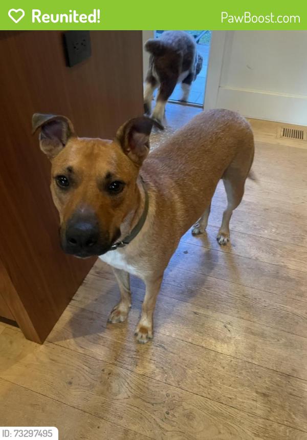 Reunited Male Dog last seen Turkey hill road Clermont ny, Turkey Hill Rd, NY 12571