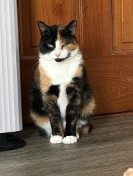 Lost Female Cat last seen Mount Vernon road and Buena Vista road, Salisbury Township, PA 17527