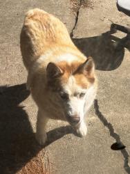 Found/Stray Unknown Dog last seen Bridge st hope mills, Hope Mills, NC 28348