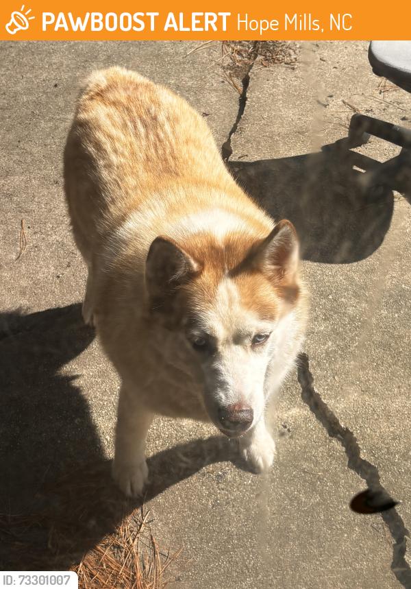 Found/Stray Unknown Dog last seen Bridge st hope mills, Hope Mills, NC 28348