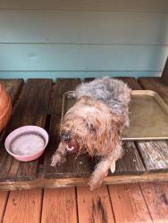 Reunited Male Dog last seen 19th Ave S and 38th St S, St. Pete, St. Petersburg, FL 33711