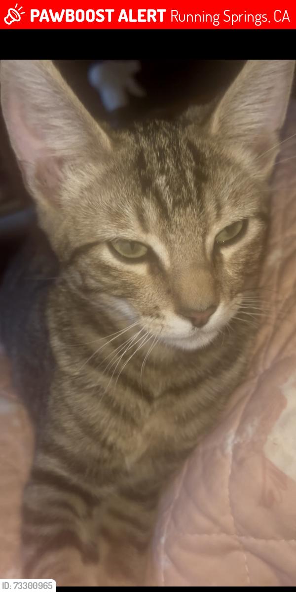 Lost Male Cat last seen Valley View Drive, Running Springs, CA 92382