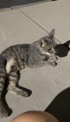 Found/Stray Female Cat last seen Tryclan Dr. and Dewitt Ln, Charlotte, NC 28217