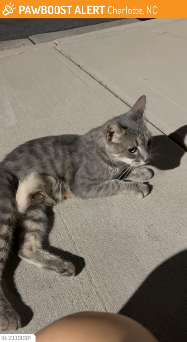 Found/Stray Female Cat last seen Tryclan Dr. and Dewitt Ln, Charlotte, NC 28217