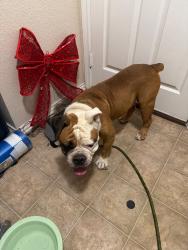 Reunited Male Dog last seen Zarzamora, San Antonio, TX 78224