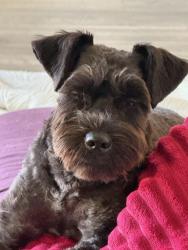 Lost Male Dog last seen Ellington, Conyers, GA 30013