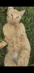 Lost Male Cat last seen 15 mile & John Rd, Troy, MI 48083
