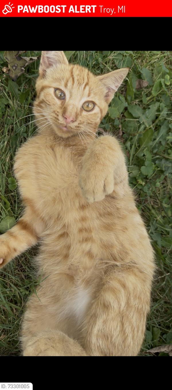Lost Male Cat last seen 15 mile & John Rd, Troy, MI 48083