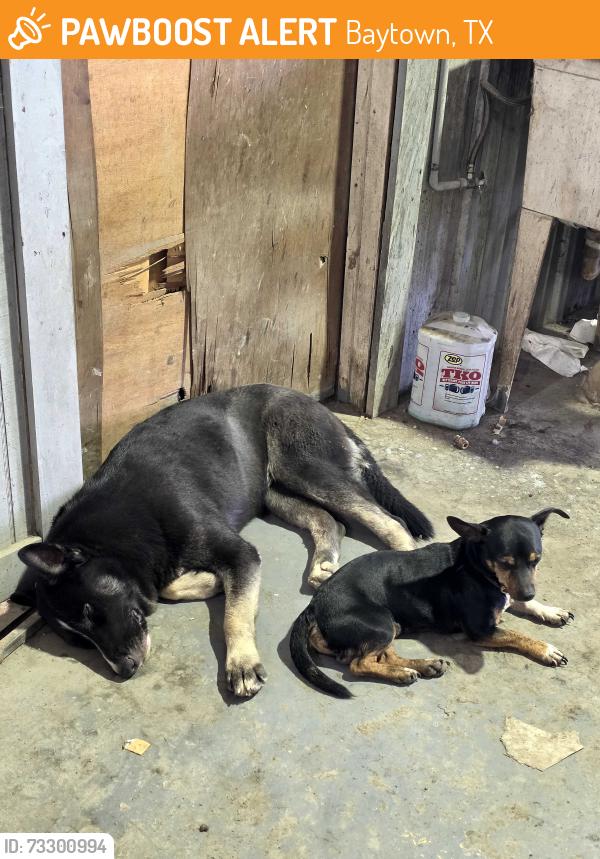 Found/Stray Male Dog last seen By RWS crane across the train tracks., Baytown, TX 77521