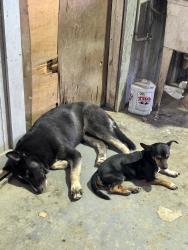 Found/Stray Male Dog last seen By RWS crane across the train tracks., Baytown, TX 77521