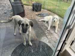 Found/Stray Female Dog last seen Highlands Golf Course, Glasgow Dr, Bella Vista, AR 72715