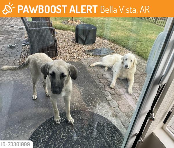 Found/Stray Female Dog last seen Highlands Golf Course, Glasgow Dr, Bella Vista, AR 72715